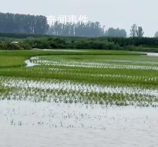 暴雨洪水侵袭黑龙江吉林农业带 五常：部分村屯积水严重