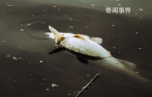 洪水侵袭涿州 一养殖场80万斤鱼死亡