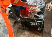 巨蟒闯入狗舍生吞一只30斤狗 背后真相令人震惊