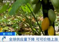 巧克力将涨价 巧克力即将消失是真的么