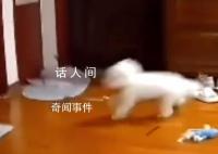 地震来临时小狗被震到摔跤 令人哭笑不得
