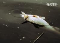洪水侵袭涿州 一养殖场80万斤鱼死亡