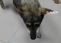 地震前流浪狗狂挠店门叫醒店主 之前来避雨喂过它两次