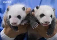 在韩大熊猫双胞胎宝宝满月照 让众多网友忍俊不禁