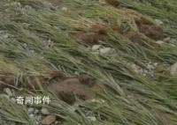 暴雨后五常大米价格或上涨 供应充足价格稳定