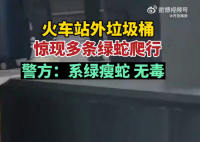 昆明车站外多条绿蛇在垃圾箱上爬行 具体的情况正在落实中，