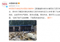 被洪水淹死的几百只羊有了归宿 被送往保定市徐水无害化处理中心处理