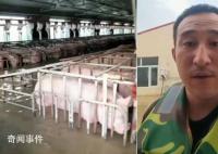 养猪场5000头猪被洪水围困 猪场水深七八十公分左右