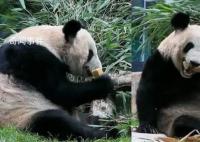 丫丫吃窝头贴秋膘 身边堆满竹子