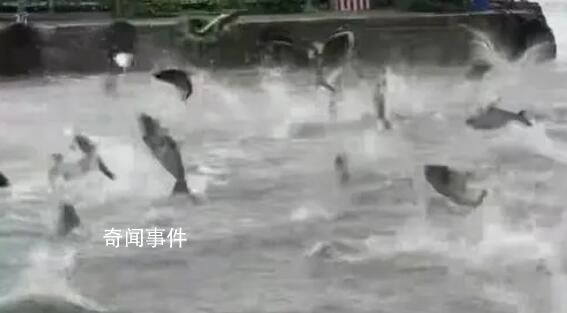 云南省地震局回应滇池鱼跃现象 鱼群聚集缺氧而出现鱼跃现象
