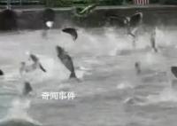 云南省地震局回应滇池鱼跃现象 鱼群聚集缺氧而出现鱼跃现象