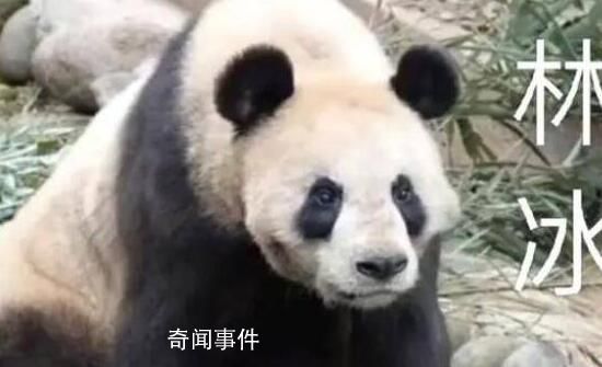大熊猫呈现扁平化发展趋势 影响了大熊猫自身的生存