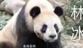 大熊猫呈现扁平化发展趋势 影响了大熊猫自身的生存