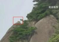 游客拍到珍稀云豹?专家:是大橘猫