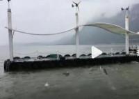 昆明回应滇池鱼群死亡:抢水致缺氧