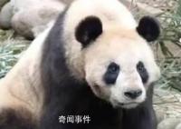 大熊猫呈现扁平化发展趋势 影响了大熊猫自身的生存
