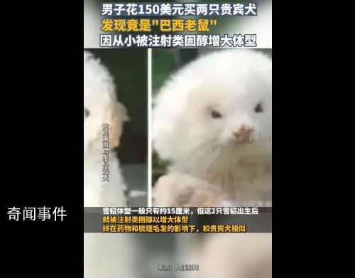 男子花150美元买狗结果是巴西老鼠 接种疫苗时兽医发现根本不是狗