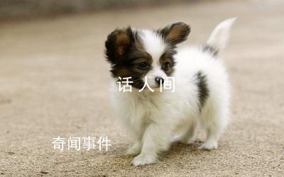 萌宠治愈季 快来分享养宠过程中和宠物互相陪伴的治愈日常