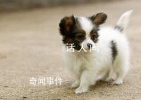 萌宠治愈季 快来分享养宠过程中和宠物互相陪伴的治愈日常