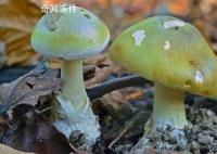 女子请分居丈夫家人吃饭3死1伤 引发了网友的热议和调侃