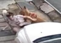金毛扑倒女子事件双方已和解 事情已经协商解决