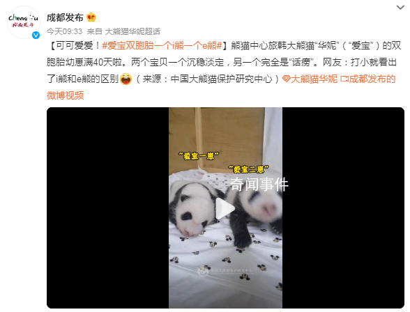 爱宝双胞胎一个沉稳一个话痨 网友：打小就看出了i熊和e熊的区别