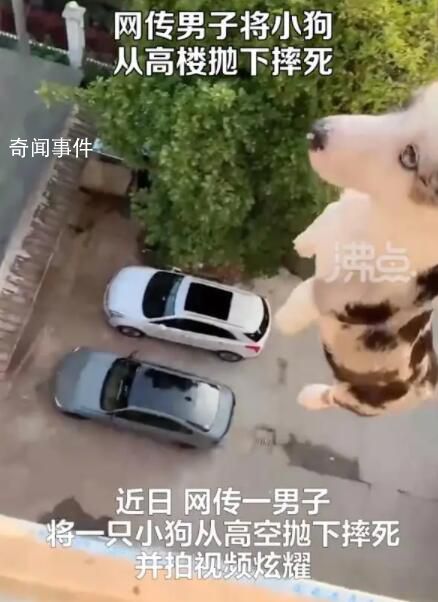 男子将小狗从高楼抛下摔死并炫耀 此事引发社会关注
