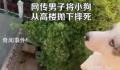 男子将小狗从高楼抛下摔死并炫耀 此事引发社会关注