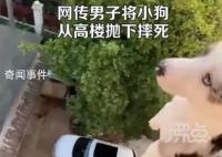 男子将小狗从高楼抛下摔死并炫耀 此事引发社会关注