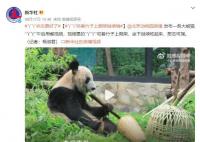 实拍丫丫午后用餐 咬着竹子上爬架啃