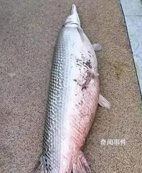 广州白云湖公园时隔4年再现鳄雀鳝 体长超过1米