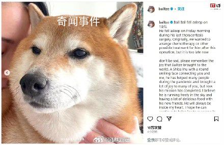 表情包小狗Cheems去世 请记得它为这个世界带来的欢乐