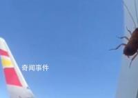 航司回应飞机舷窗上趴着蟑螂 不会对飞行安全造成任何影响