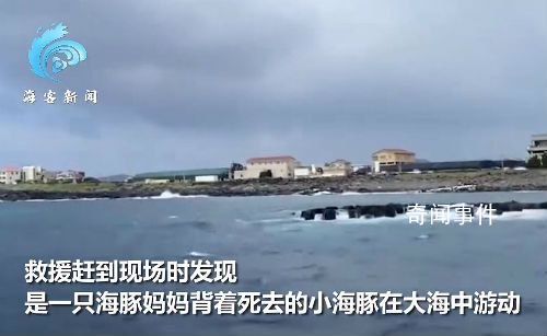 韩国济州岛海域现死亡海豚幼崽 海豚妈妈用背鳍将其托起