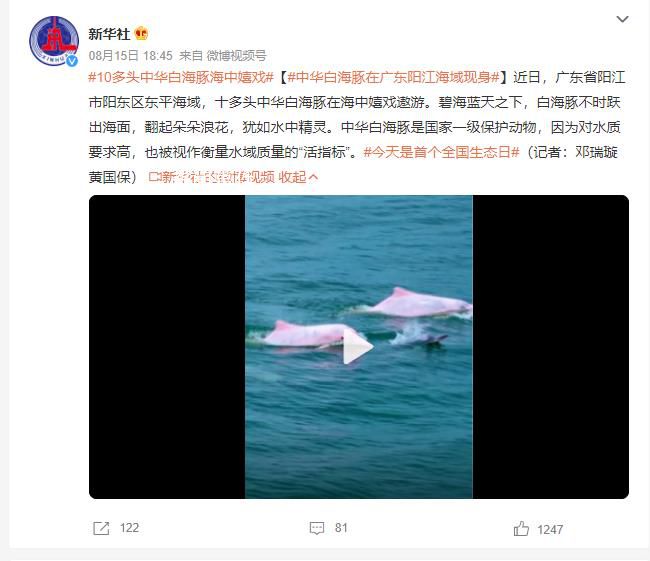 中华白海豚在广东阳江海域现身 是国家一级保护动物