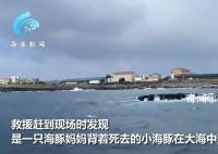 韩国济州岛海域现死亡海豚幼崽 海豚妈妈用背鳍将其托起