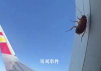 女子坐飞机看到蟑螂趴在窗外 网友也纷纷打趣蟑螂买票了吗
