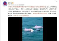 中华白海豚在广东阳江海域现身 是国家一级保护动物