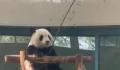 大熊猫拿着竹子仿佛在钓鱼 网友直呼：太可爱了