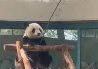 大熊猫拿着竹子仿佛在钓鱼 网友直呼：太可爱了