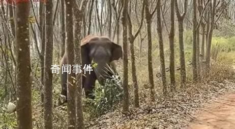 亚洲象一鼻子甩出毒品2.8公斤 目前该案正在进一步办理中