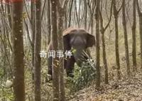 亚洲象一鼻子甩出毒品2.8公斤 目前该案正在进一步办理中