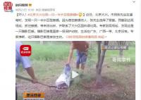 北京大兴出现一只一米长巨型蜥蜴 专家推断是被放生的
