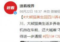 大熊猫美生返乡被直播博主拦车截停 多名女子举着手机挡在车前