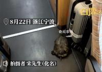 高铁有乌龟从行李架掉落?12306回应