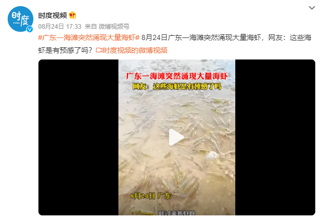 广东一海滩突然涌现大量海虾 网友：这些海虾是有预感了吗