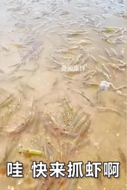 广东一海滩突然涌现大量海虾 引发了人们的疑虑与猜测