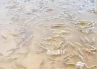 广东一海滩突然涌现大量海虾 引发了人们的疑虑与猜测