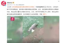 徐州一湖水质呈绿色出现死鱼 具体原因仍在调查中