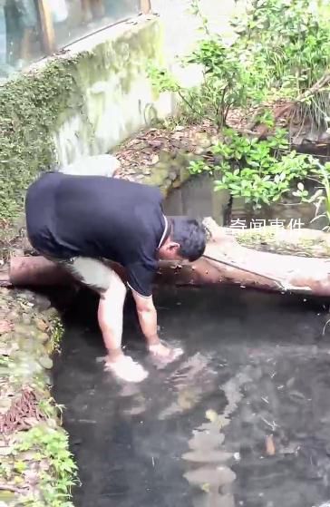 男子动物园鳄鱼池内打捞手机 视频引发网友关注